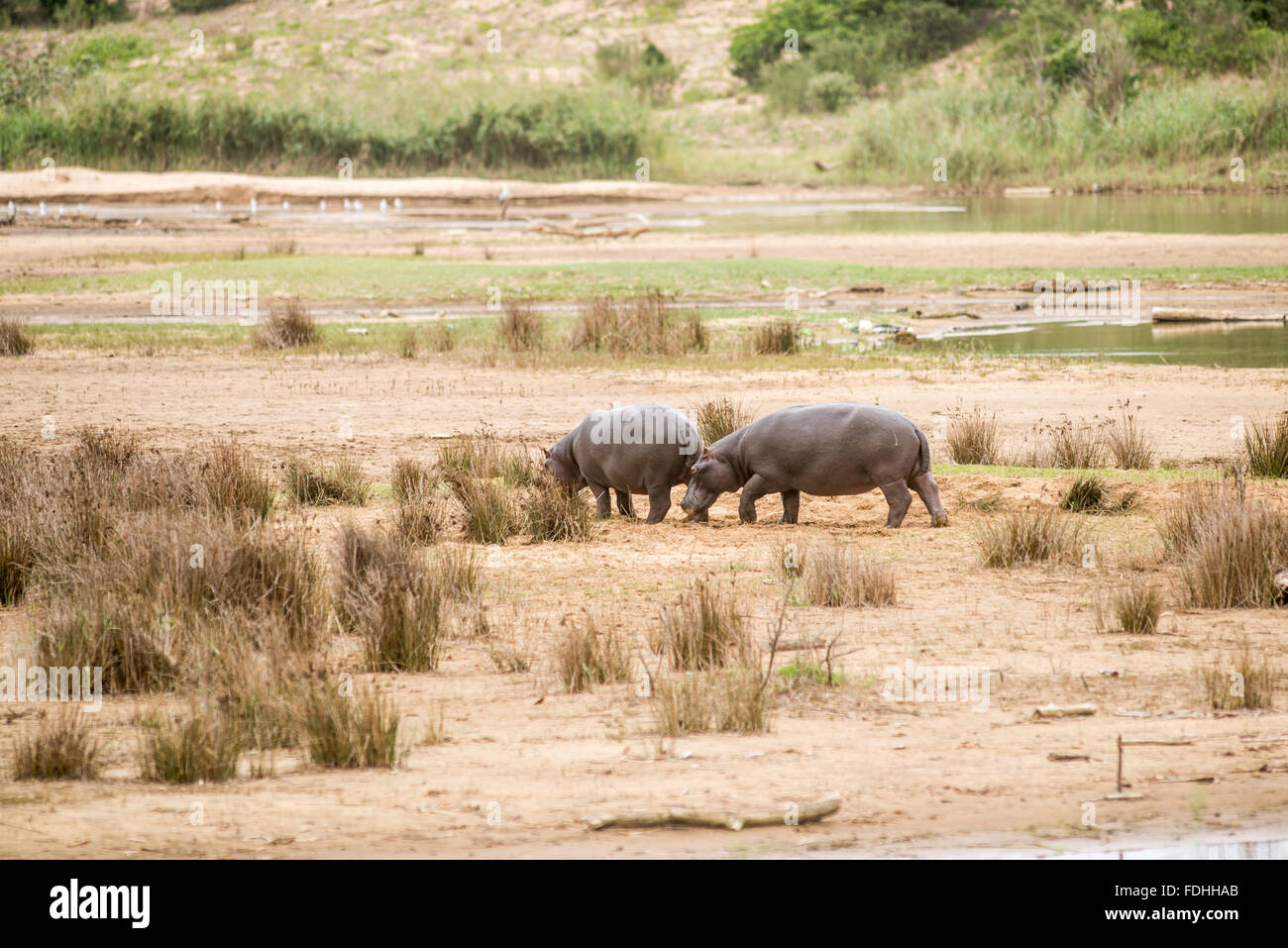 Flusspferde (Hippopotamus Amphibius) am Strand von St. Lucia, Kwazulu-Natal, Südafrika - iSimangaliso Wetland Park Stockfoto