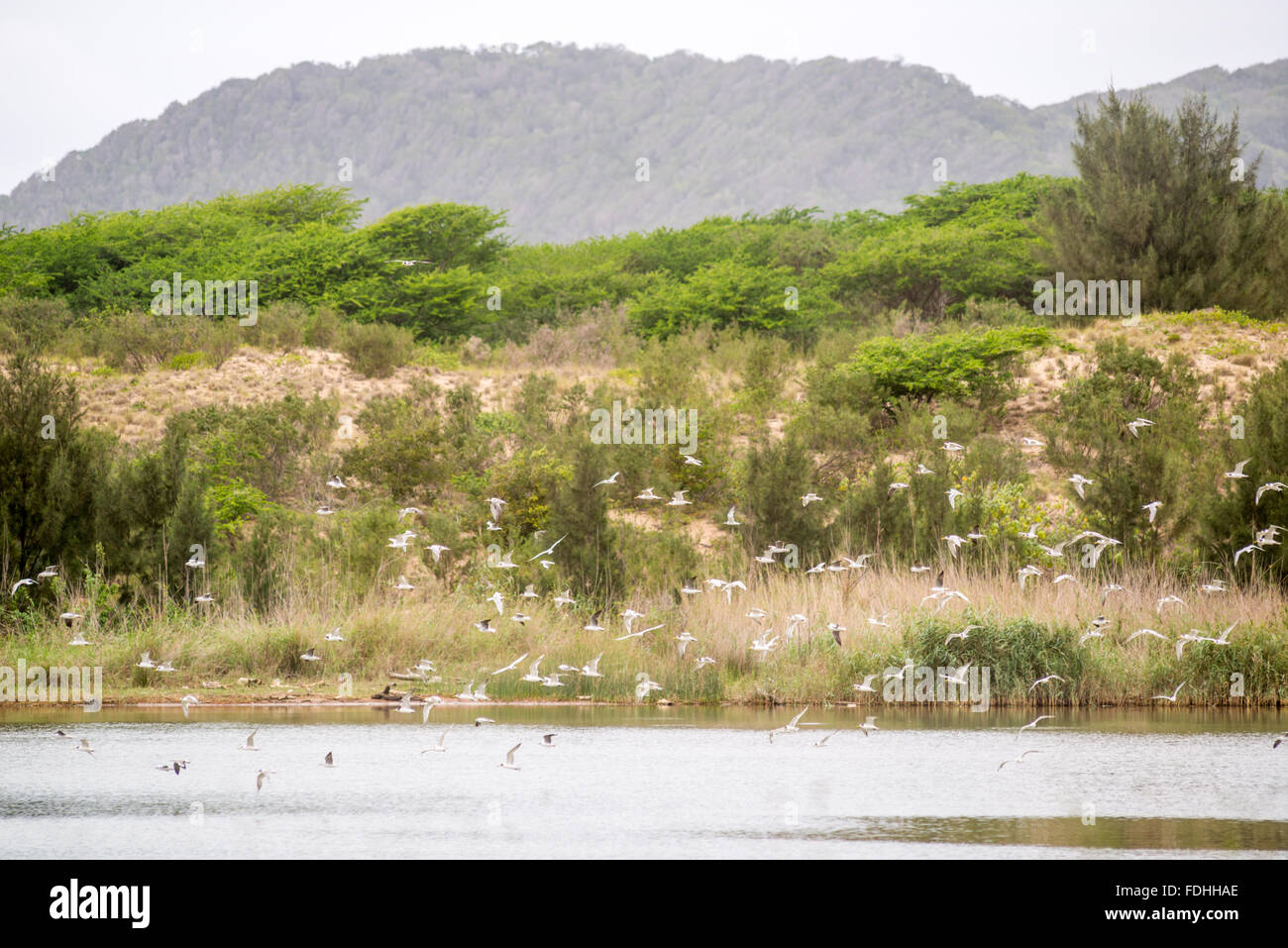 Vogelschwarm fliegt über den Ozean in Saint Lucia, Kwazulu-Natal, Südafrika - iSimangaliso Wetland Park Stockfoto