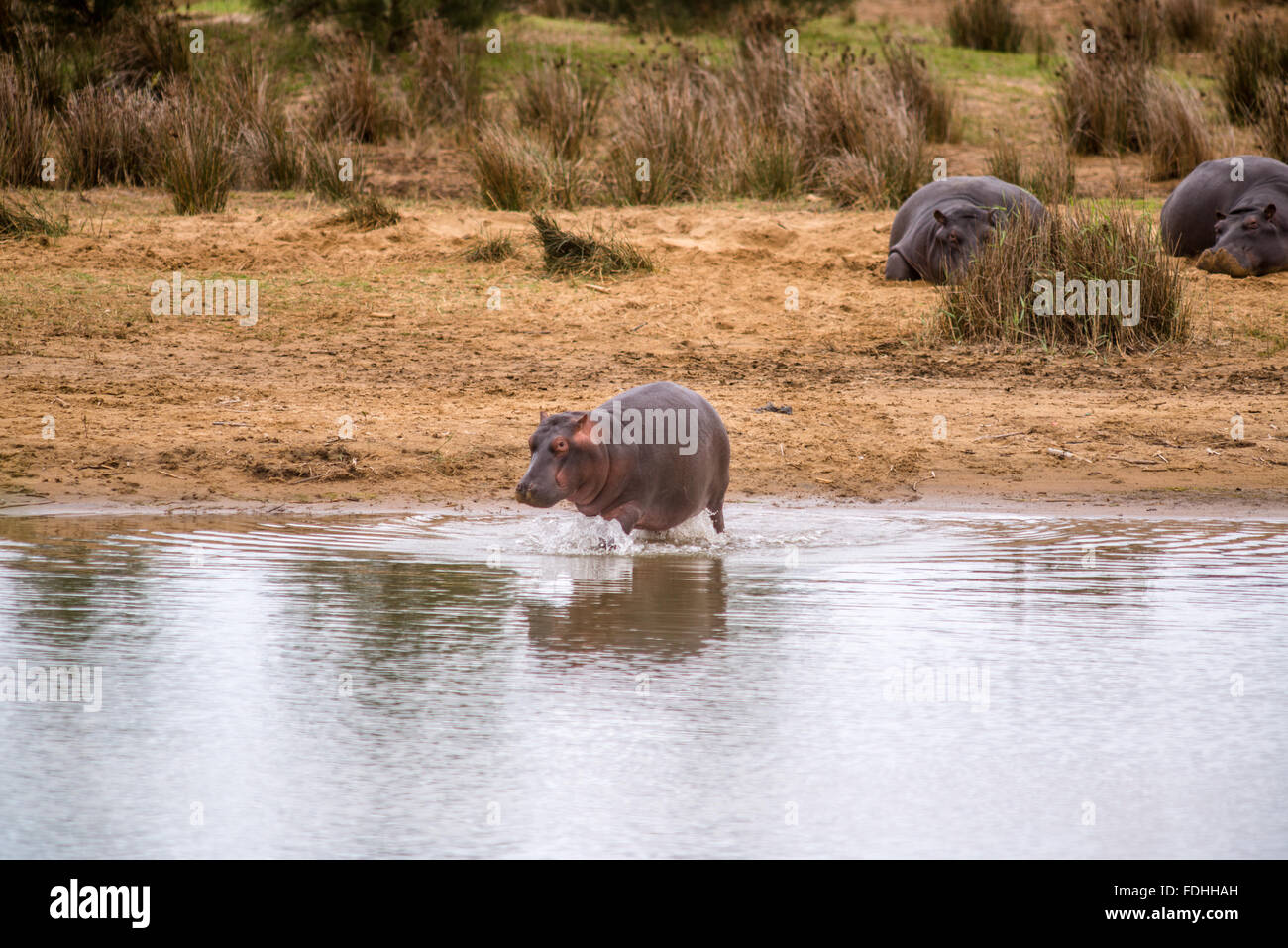 Flusspferde (Hippopotamus Amphibius) am Strand von St. Lucia, Kwazulu-Natal, Südafrika - iSimangaliso Wetland Park Stockfoto