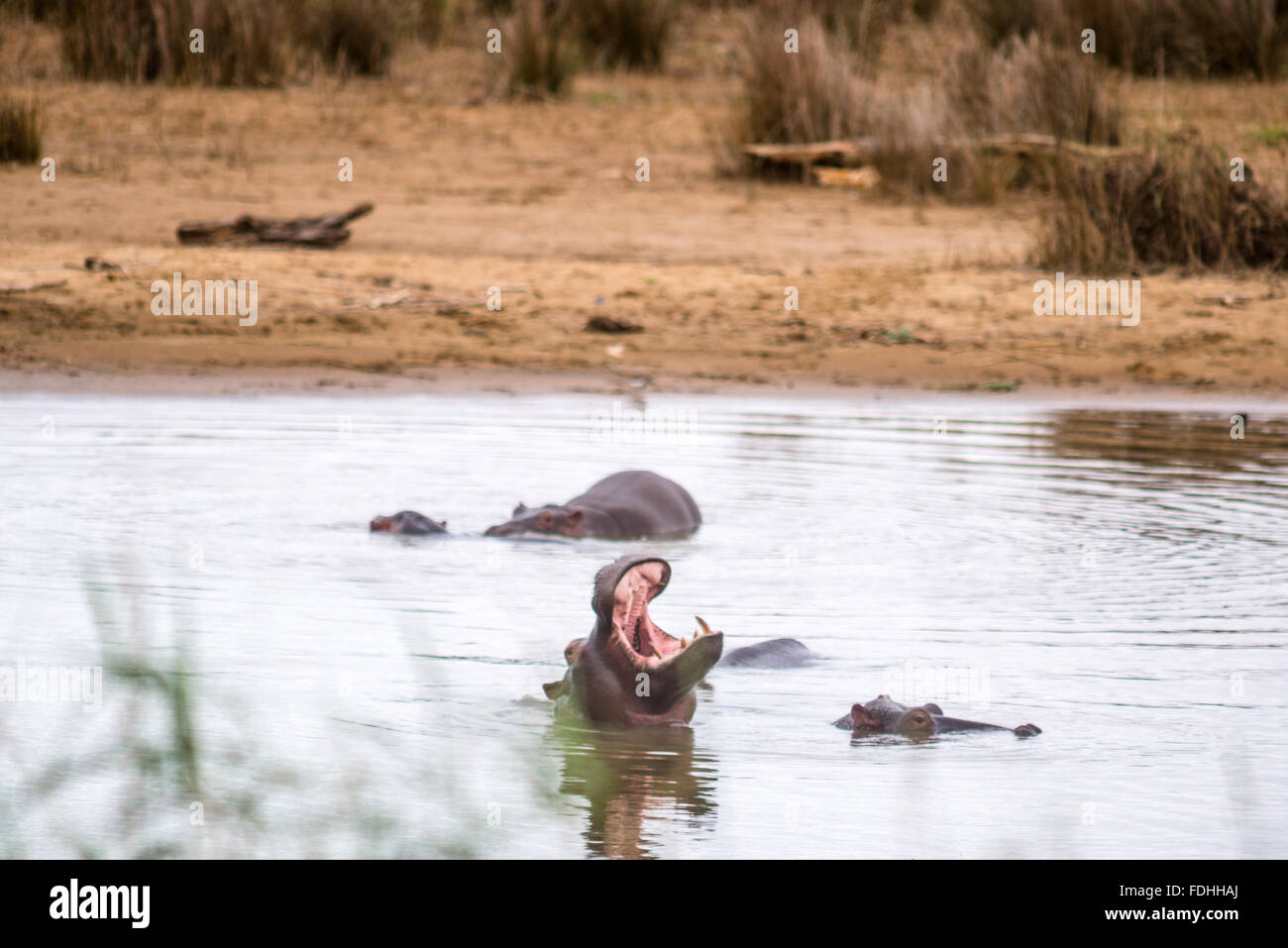 Flusspferde (Hippopotamus Amphibius) schwimmen in St. Lucia, Kwazulu-Natal, Südafrika - iSimangaliso Wetland Park Stockfoto