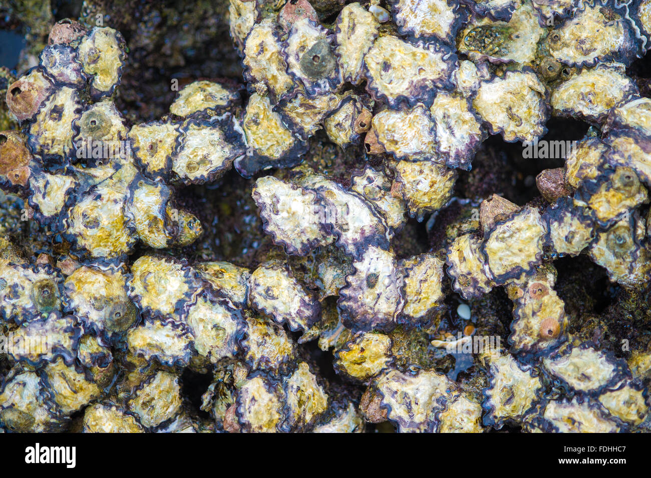 Muscheln in den Feuchtgebieten in Saint Lucia, Kwazulu-Natal, Südafrika - iSimangaliso Wetland Park Stockfoto