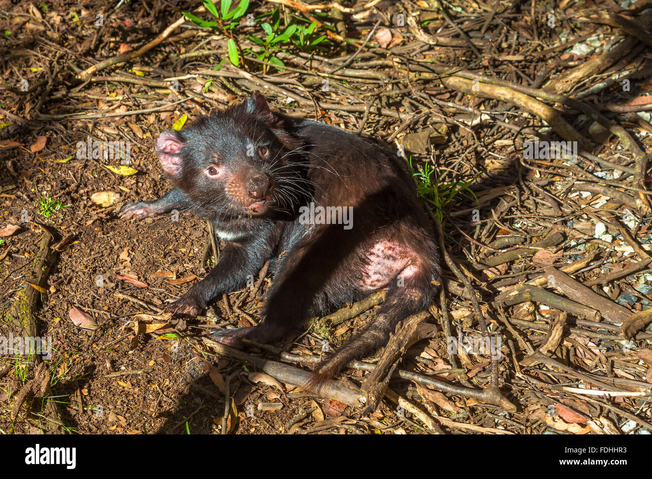 Tasmanische Teufel liegen Stockfoto