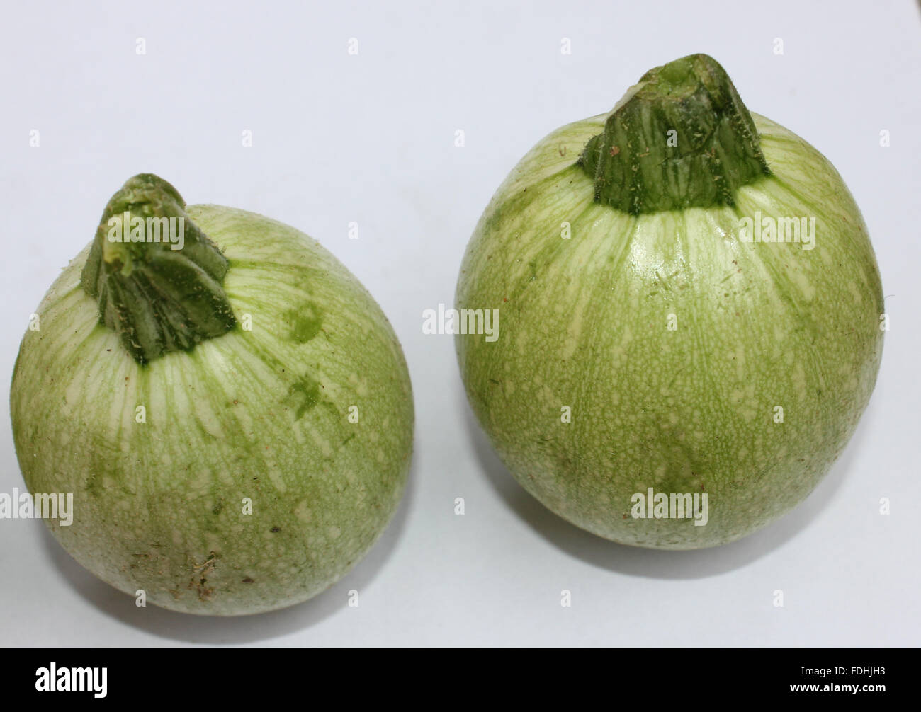 Cucurbita Pepo, Kugel acht Sommer Sqush, Stoff Kadu, mit Blüten blass grüne Früchte mit weißen Punkten, weißliche Fleisch, Gemüse Stockfoto