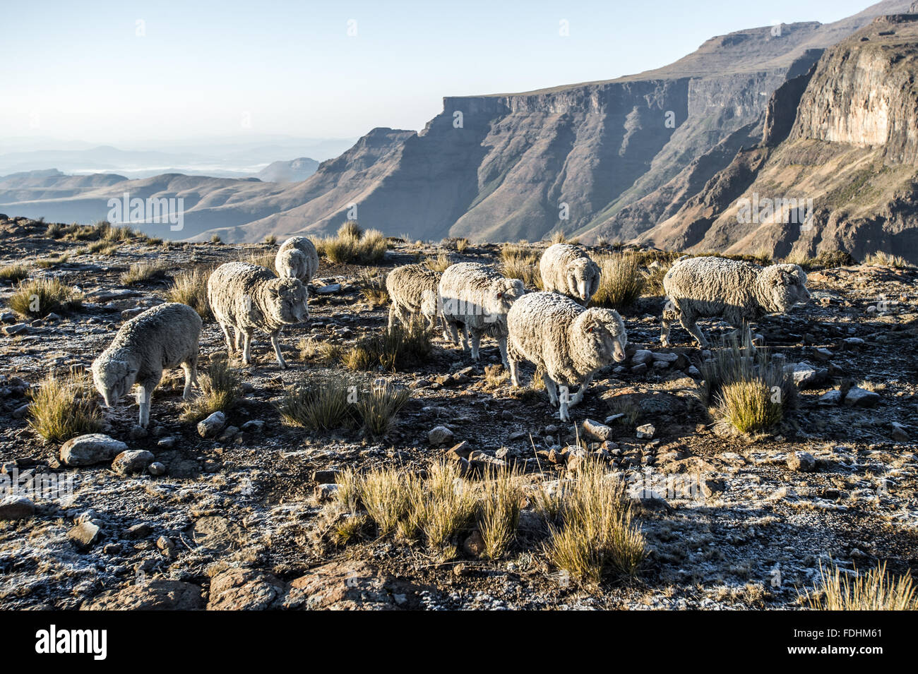 Schafbeweidung auf einem Berggipfel in Lesotho, Afrika Stockfoto
