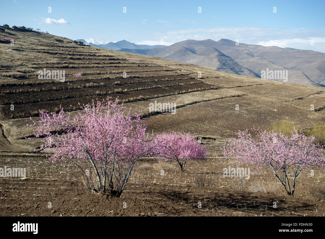 Landschaft der Berge mit Ackerland und rosa knospenden Bäume in Lesotho, Afrika Stockfoto