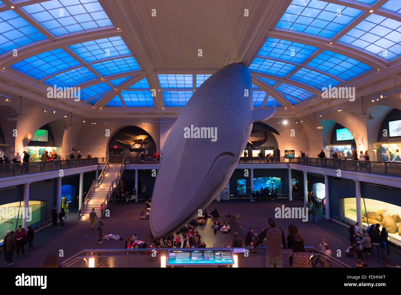 Blauwal anzeigen in Halle Meeresbewohner, American Museum of Natural History, New York City Stockfoto