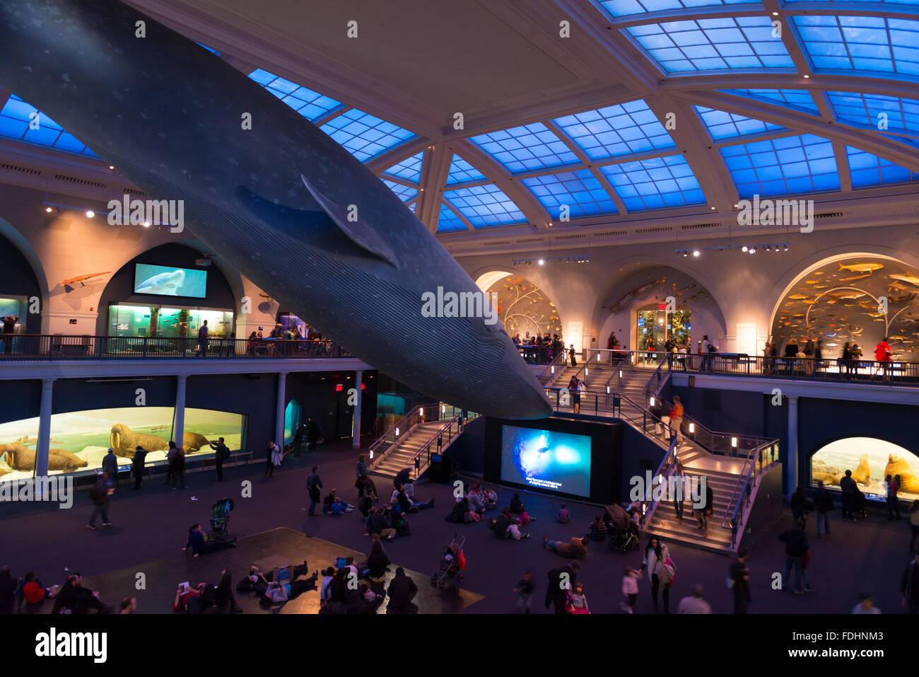Blauwal anzeigen in Halle Meeresbewohner, American Museum of Natural History, New York City Stockfoto