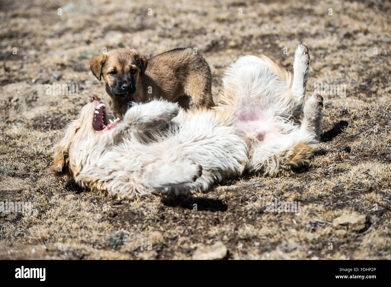 Ein Hund und Welpen spielen auf dem steinigen Boden in Lesotho, Afrika Stockfoto