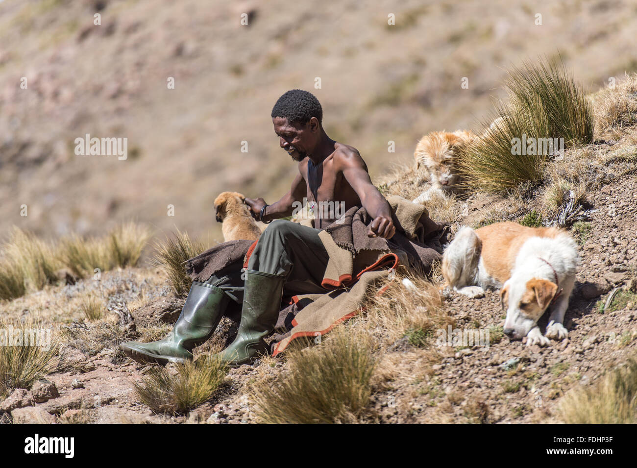 Porträt eines lokalen Hirten mit seinen Hunden in den Bergen von Lesotho, Afrika Stockfoto
