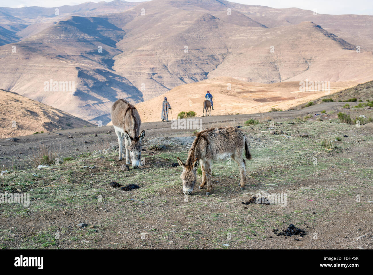 Esel grasen und eine Person auf dem Pferderücken mit ein Hirte in den Bergen von Lesotho, Afrika Stockfoto