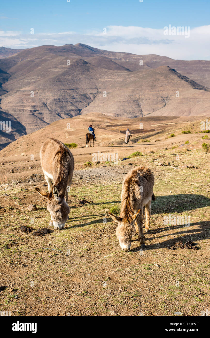 Esel grasen und eine Person auf dem Pferderücken mit ein Hirte in den Bergen von Lesotho, Afrika Stockfoto