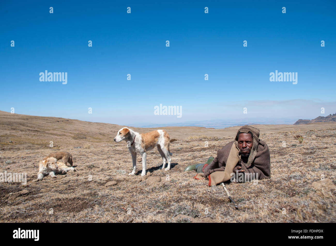 Hirte mit seinen Hunden in einer weiten Ebene in Lesotho, Afrika Stockfoto