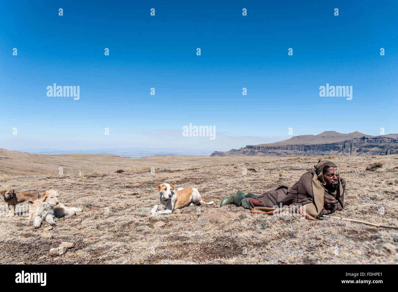 Hirte mit seinen Hunden in einer weiten Ebene in Lesotho, Afrika Stockfoto