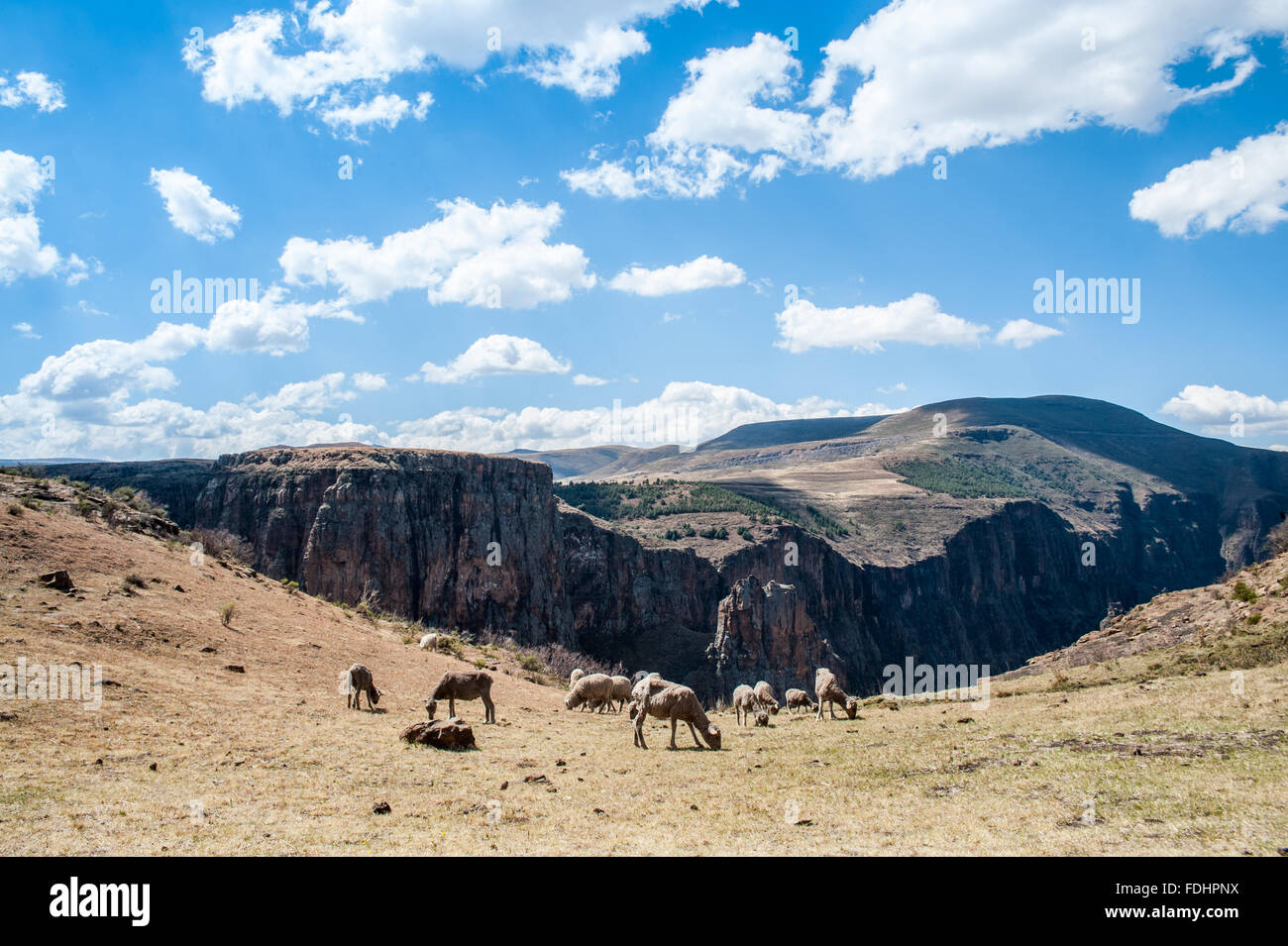 Schafe weiden auf den Berggipfeln in Somenkong, Lesotho, Afrika Stockfoto