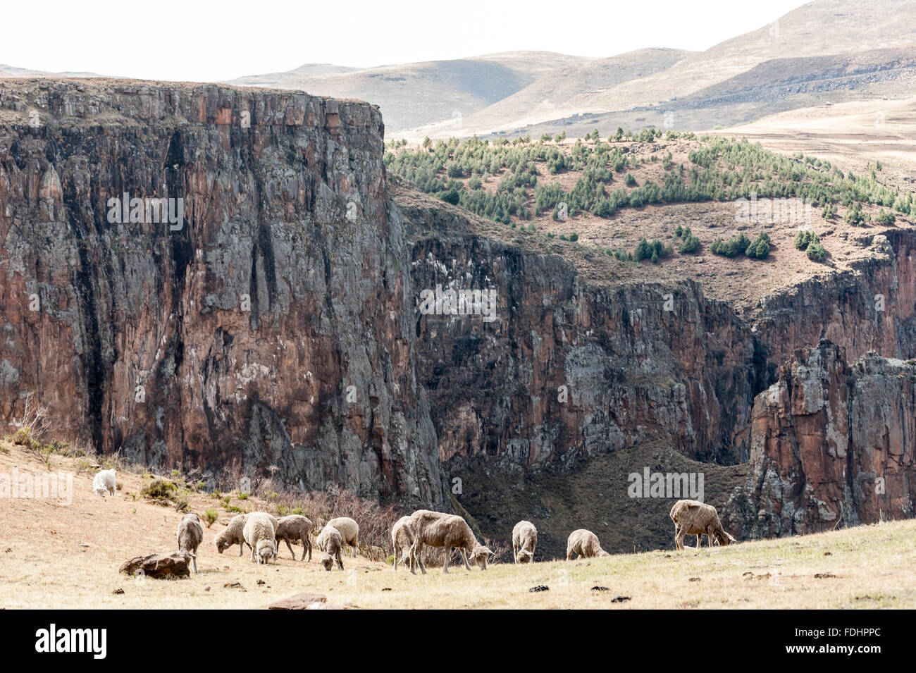 Schafbeweidung auf einem Plateau in der Nähe von Maletsunyane-Wasserfall in Somenkong, Lesotho, Afrika Stockfoto