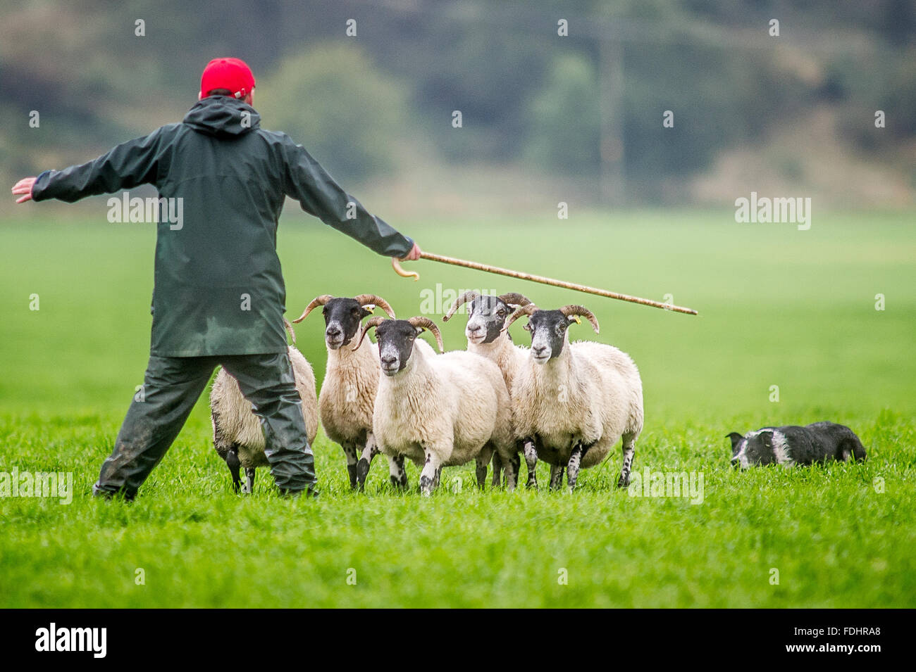 Hirte und Hund hüten Schafe bei den International Sheep Dog Trials in