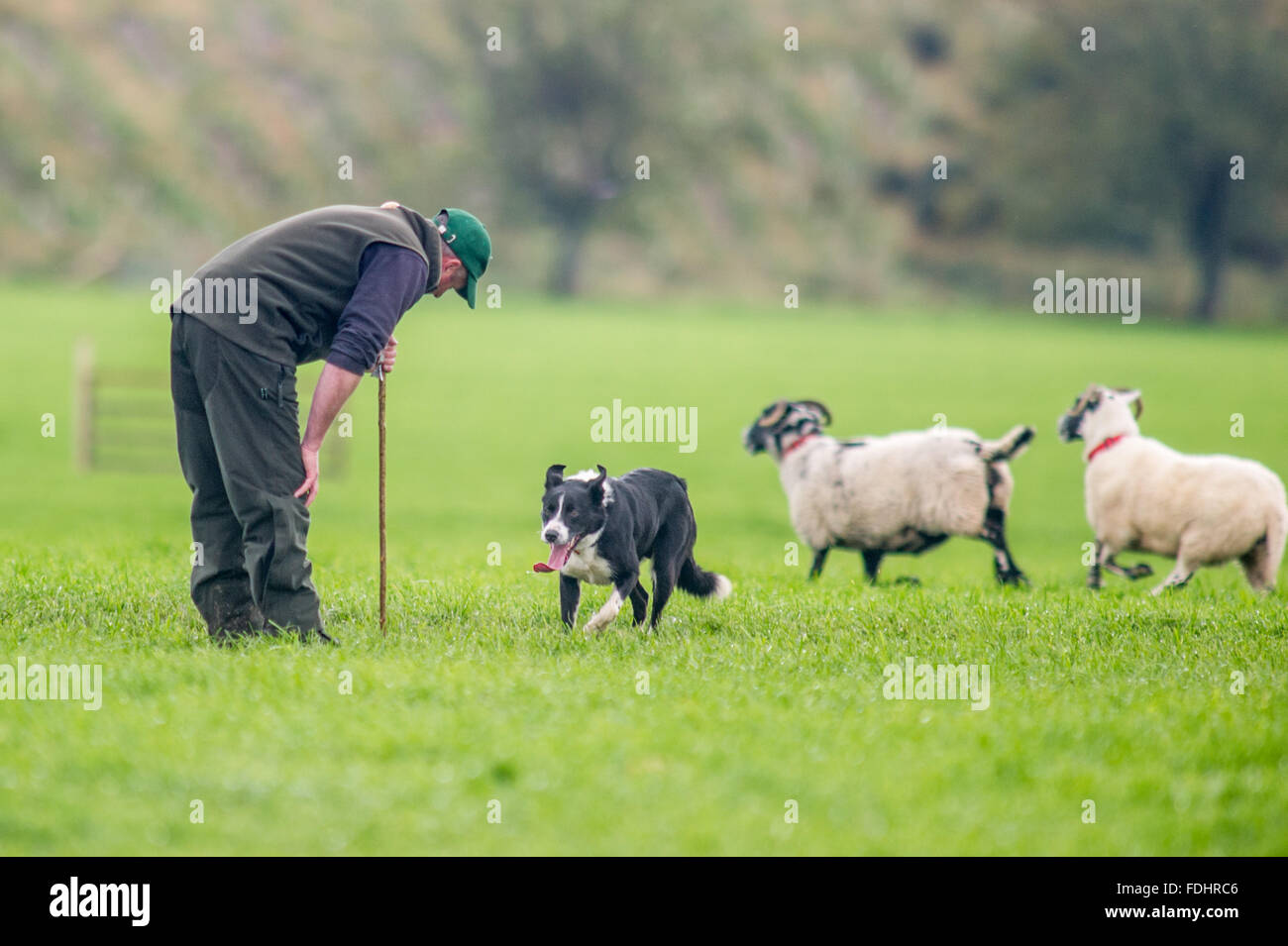 Ein Shepherd und Border Collie bei den International Sheep Dog Trials in Moffat, Schottland Schafe hüten. Stockfoto