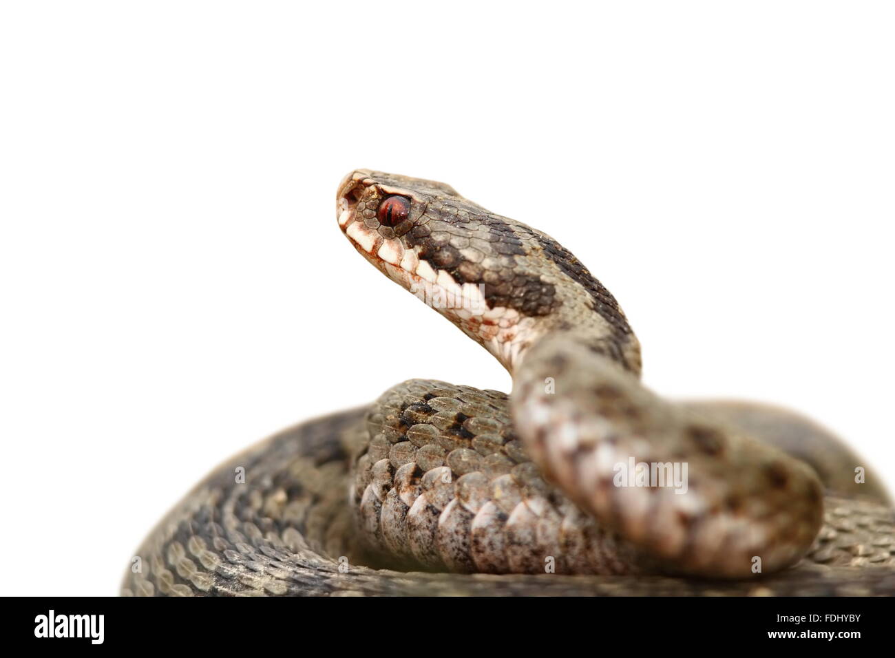 Nahaufnahme von Vipera Berus isoliert auf weißem Hintergrund Stockfoto