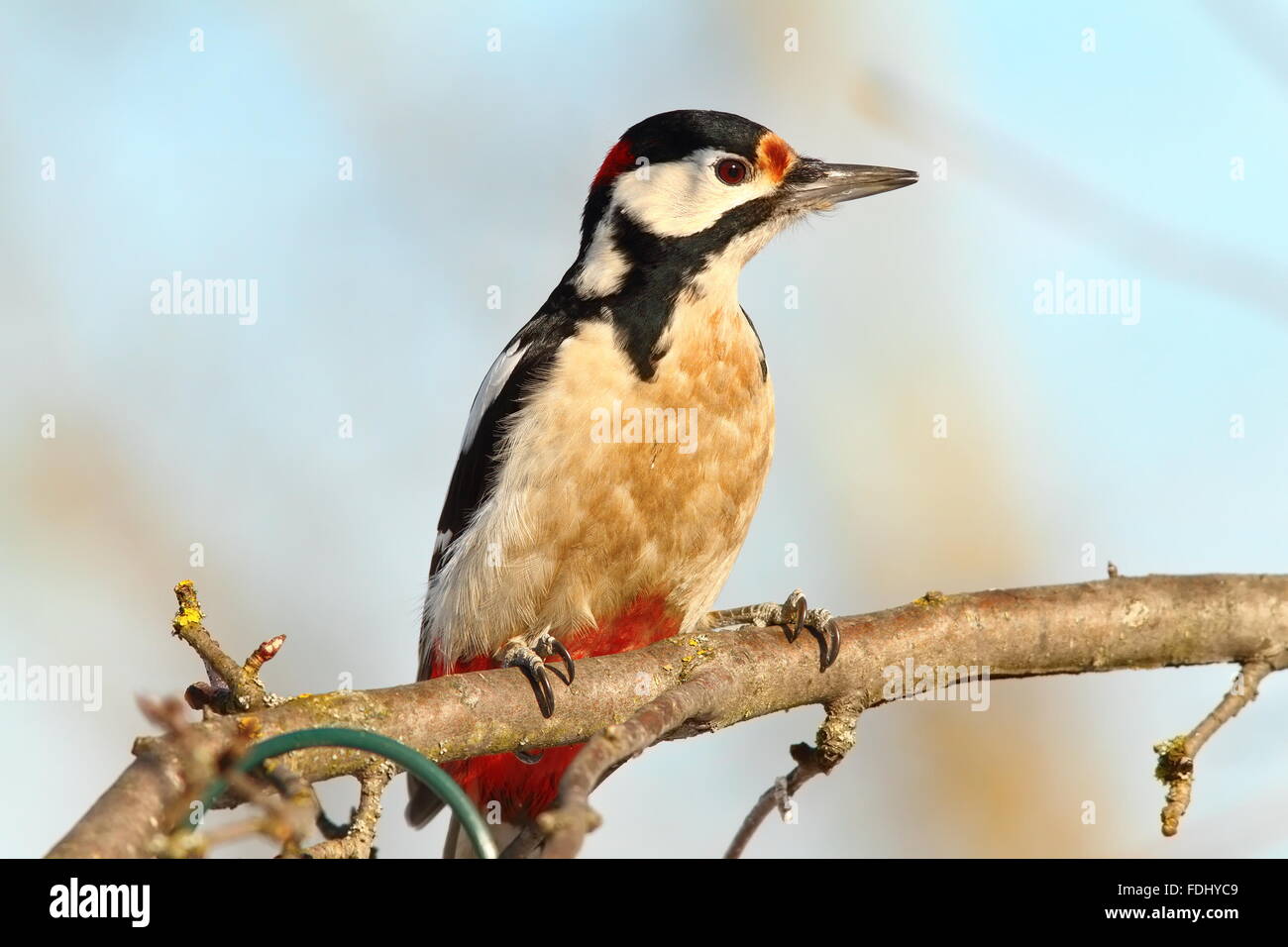 Buntspecht auf Ast (Dendrocopos großen) Stockfoto