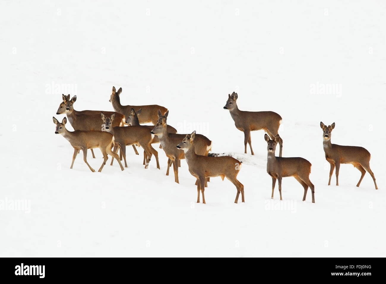Rehe gehen auf Schnee in einem Wintertag (Capreolus Capreolus) Stockfoto