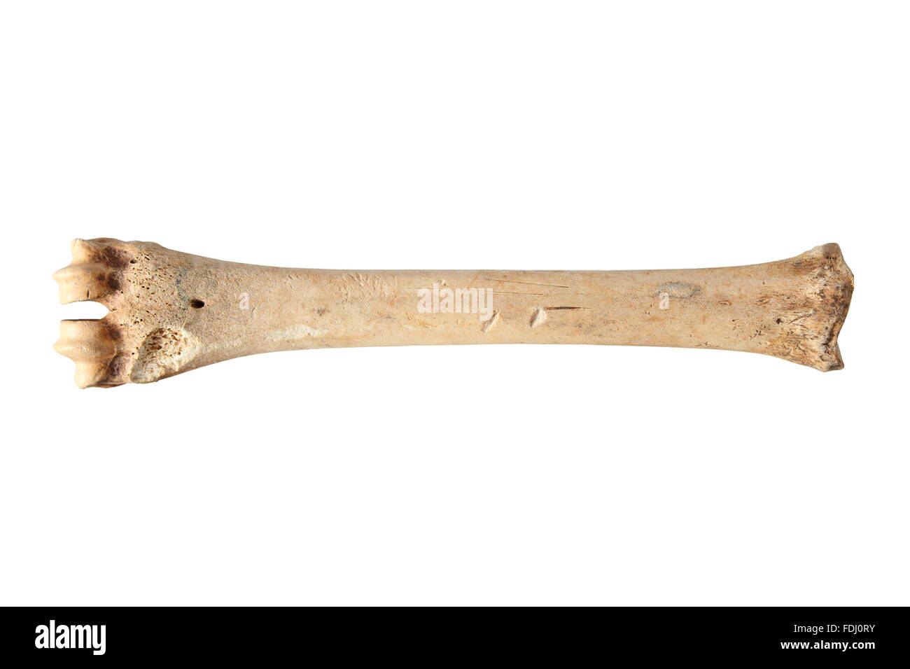 Rehwild Röhrbein (Capreolus Capreolus) isoliert auf weißem Hintergrund; dieser Knochen kommt von einem Tier, das von Hu gefressen wurde Stockfoto