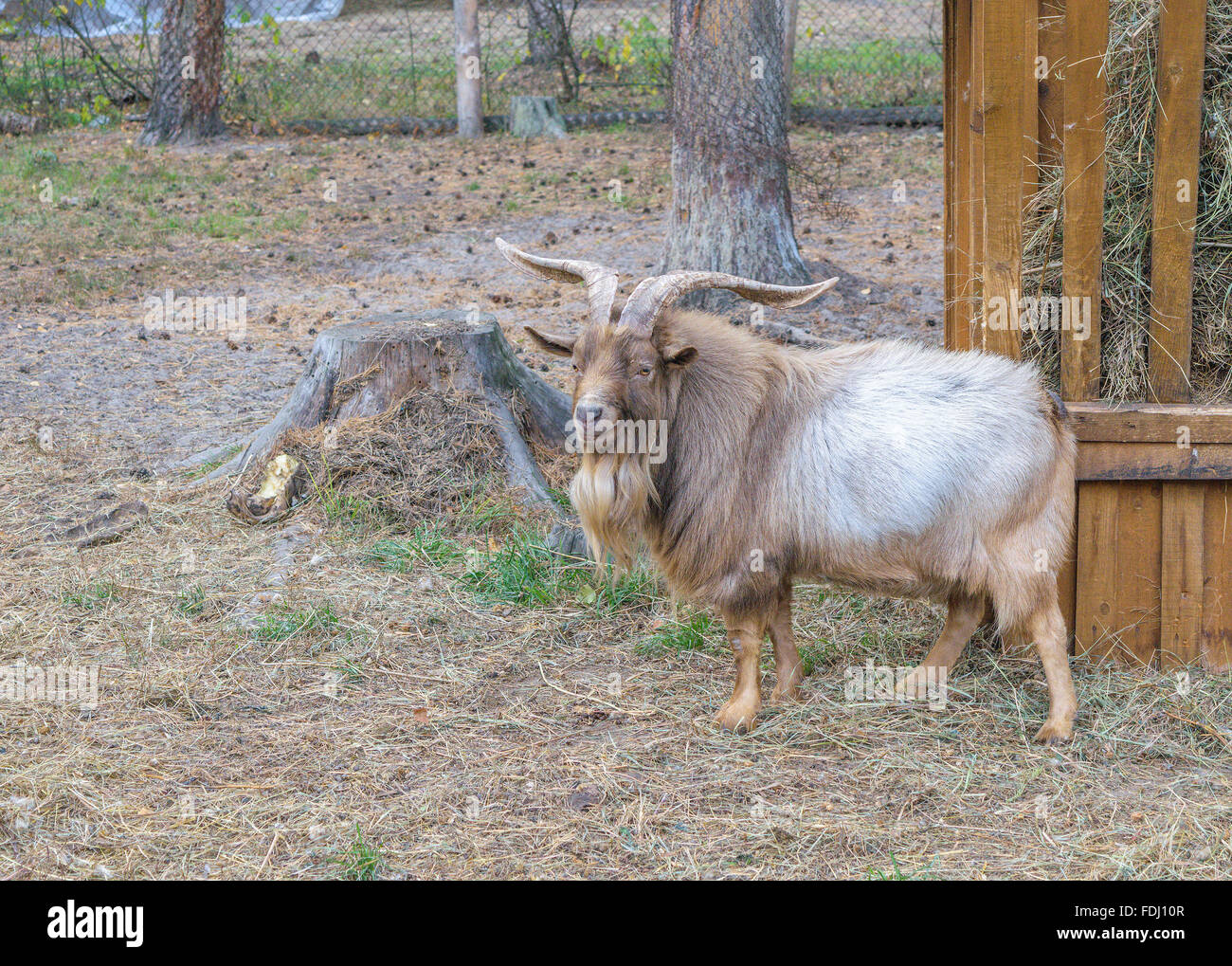 Shaggy gehörnten Bergschafe (Ovis Ammon) in der Nähe von den Anlegern mit Heu (Seitenansicht) Stockfoto