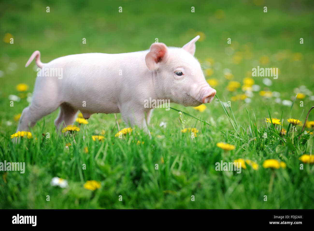 Junge Schwein auf einer Wiese Frühlingsgrün Stockfoto