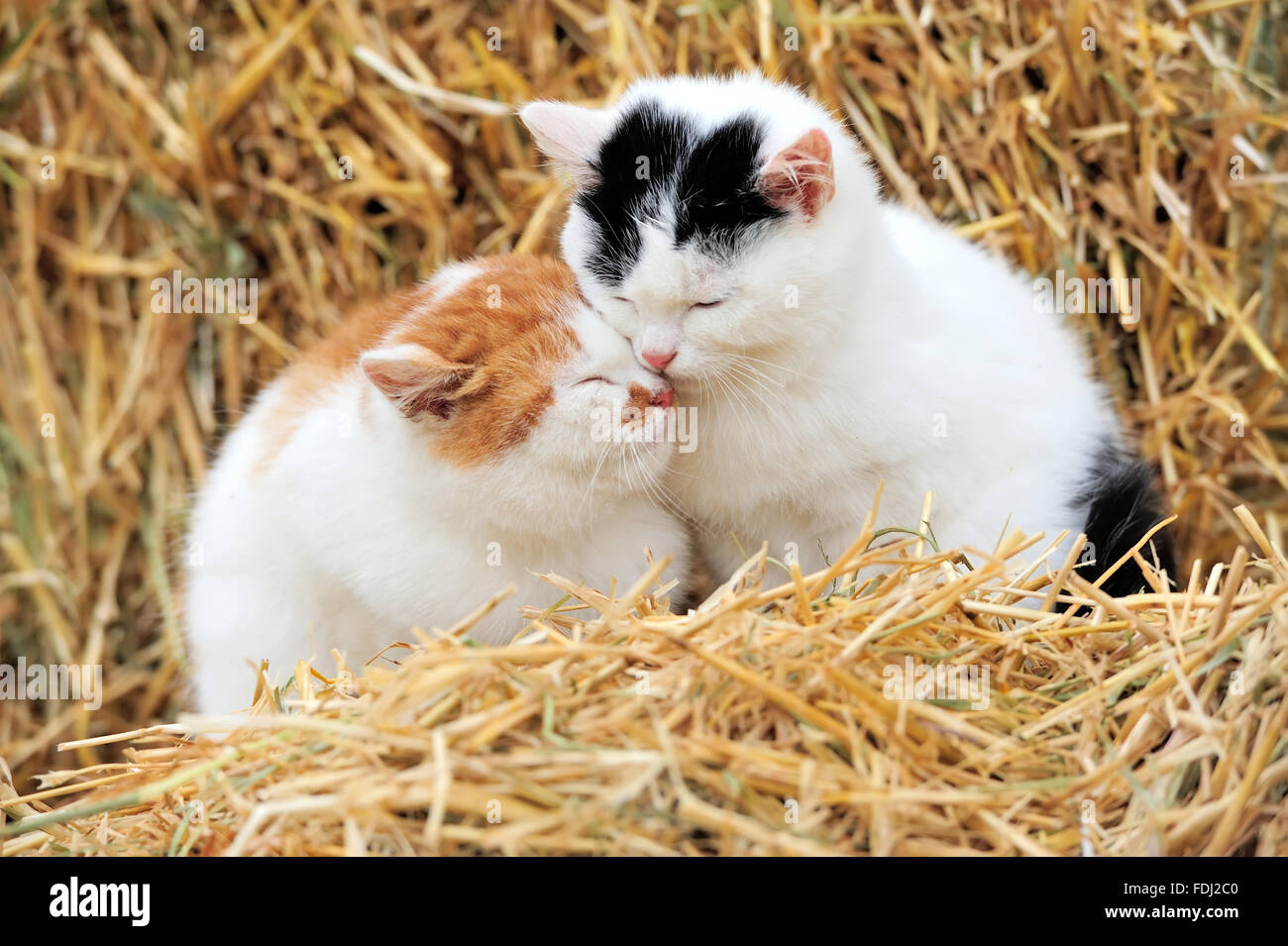 Katze auf einem Strohhalm Stockfoto
