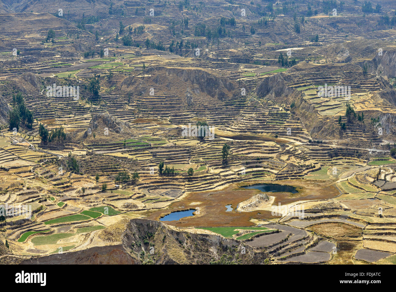 Colca Canyon, Peru. Stockfoto