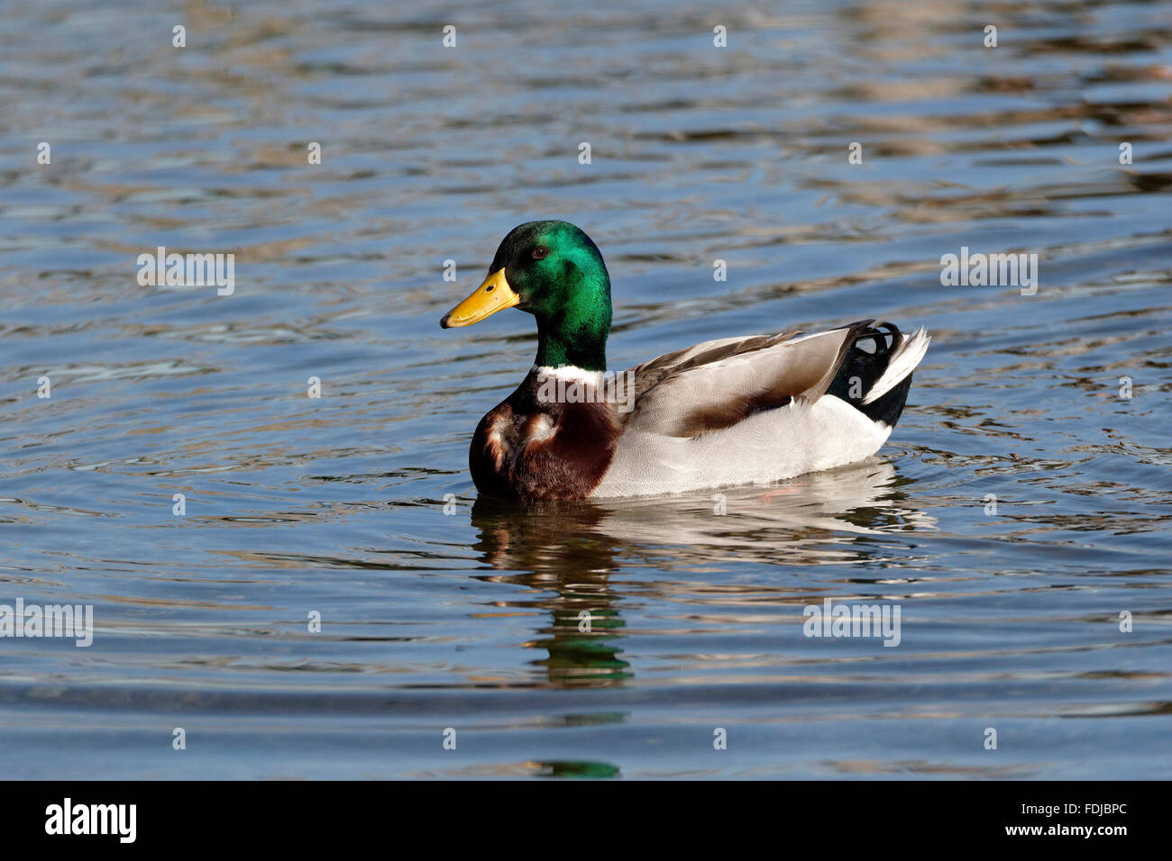 Stockente oder wilde Ente (Anas Platyrhynchos) im Wasser, Chiemsee, Oberbayern, Deutschland. Stockfoto