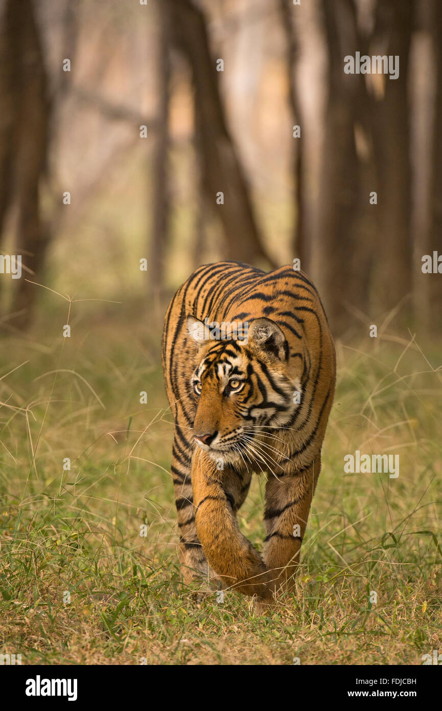 Wilden Bengal oder indischer Tiger stalking Kopf auf in den Wäldern des Ranthambhore National Park in Indien. Stockfoto