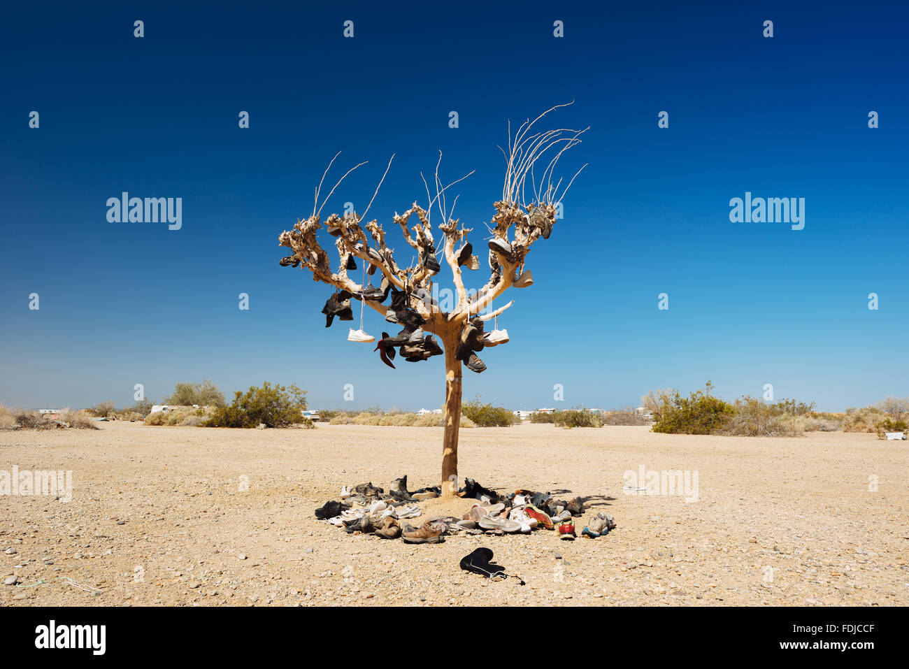Der einzige Baum in Slab City, Kalifornien Stockfoto