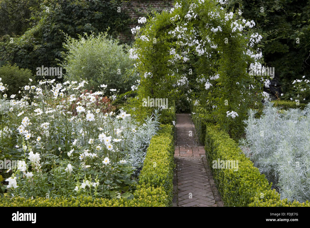 Solanum Jasminoides Album Uber Dem Bogen In Der Weisse Garten