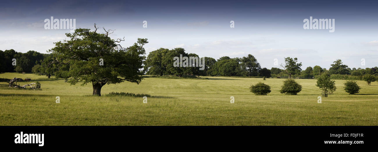 TAKELEY Hill in Hatfield Forest, Essex. Der Wald ist ein seltenes erhaltene Beispiel für eine mittelalterliche königliche Jagd Wald mit mehr als 1.000 Acreas alten Wald. Es ist eine Site of Special Scientific Interest und eine nationale Natur-Reserve. Stockfoto