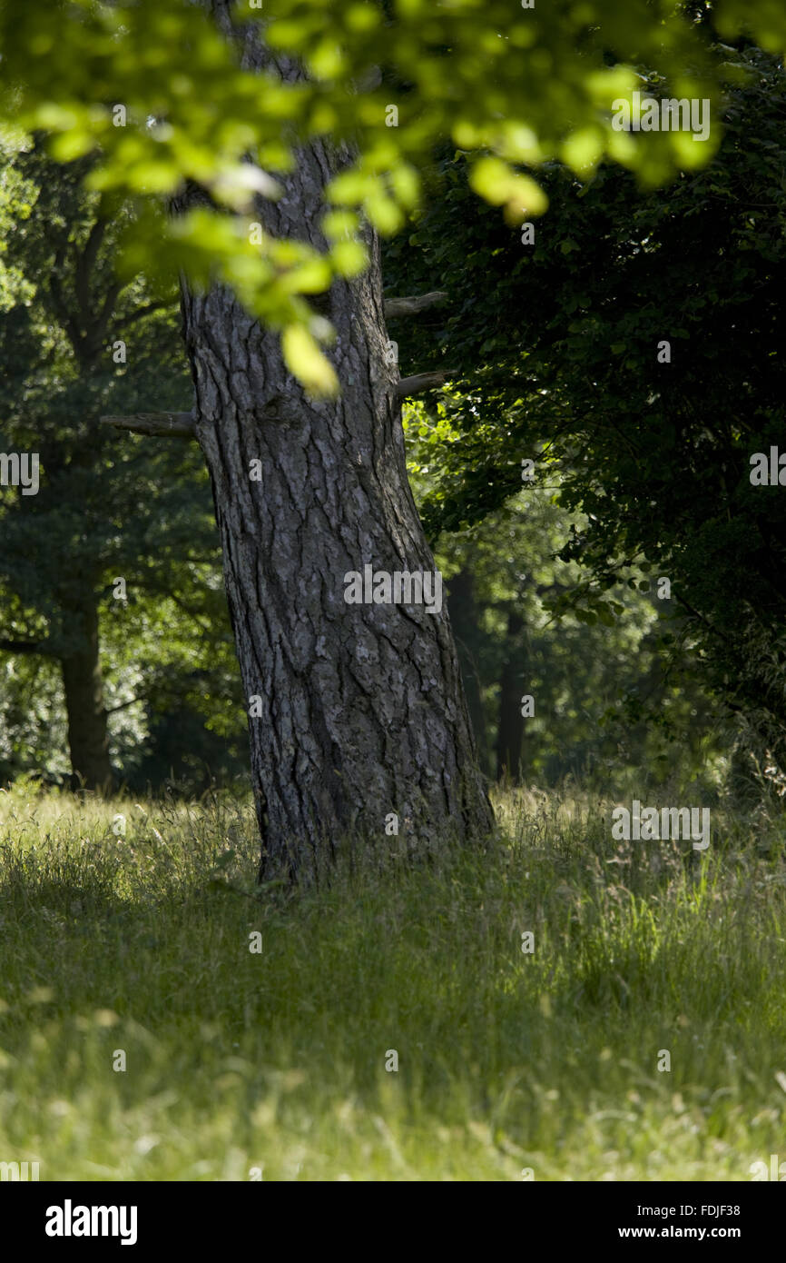 Bäume im Wald Hatfield, Essex. Der Wald ist eine seltene erhaltene Beispiel einer mittelalterlichen königlichen Jagdrevier und ist eine Site of Special Scientific Interest und eine nationale Natur-Reserve. Stockfoto