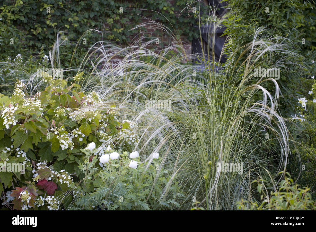 Stipa Barbata Und Hydrangea Quercifolia Im Weissen Garten