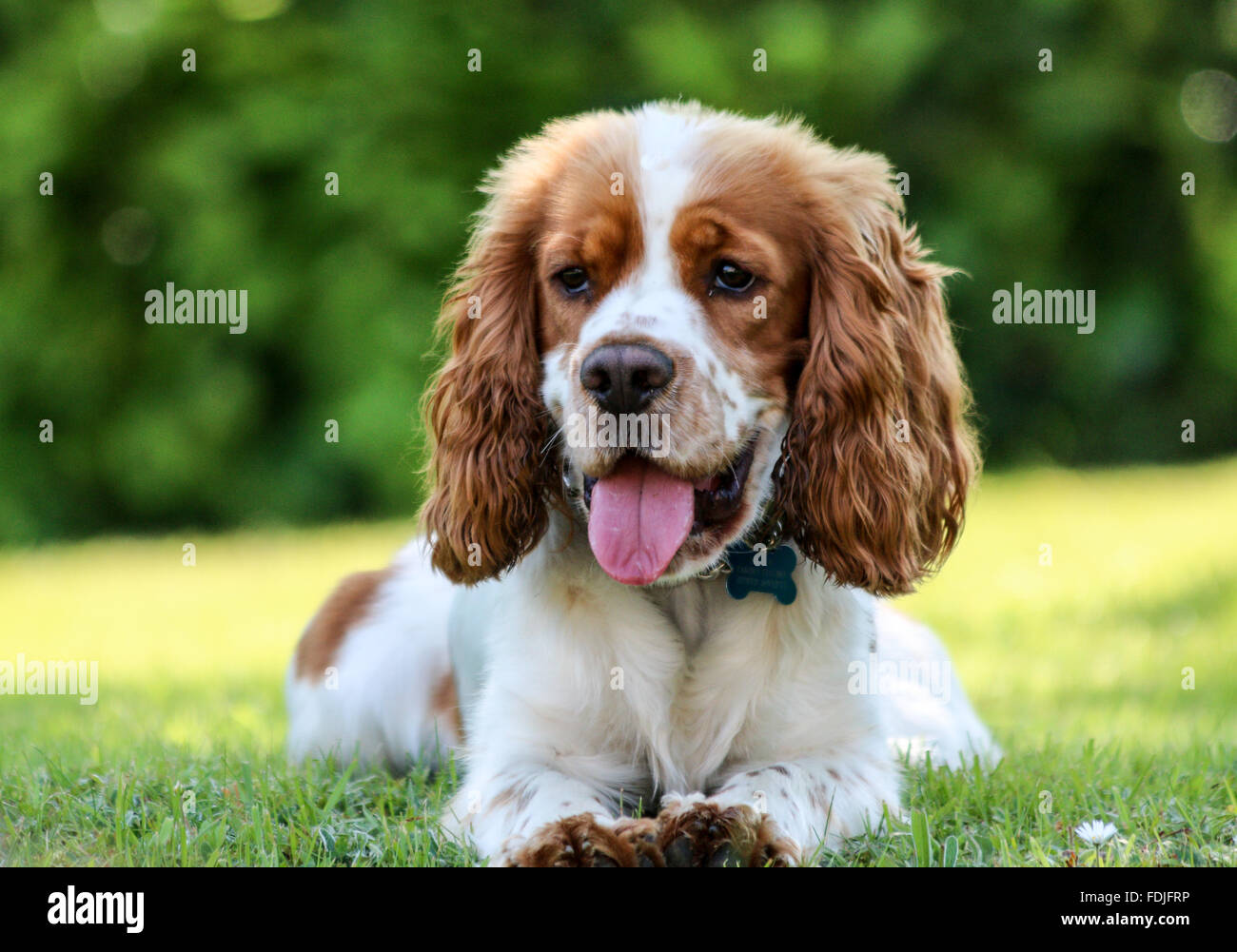 Kopfschuss von eine orange roan Cocker Spaniel in den Blumen Stockfoto
