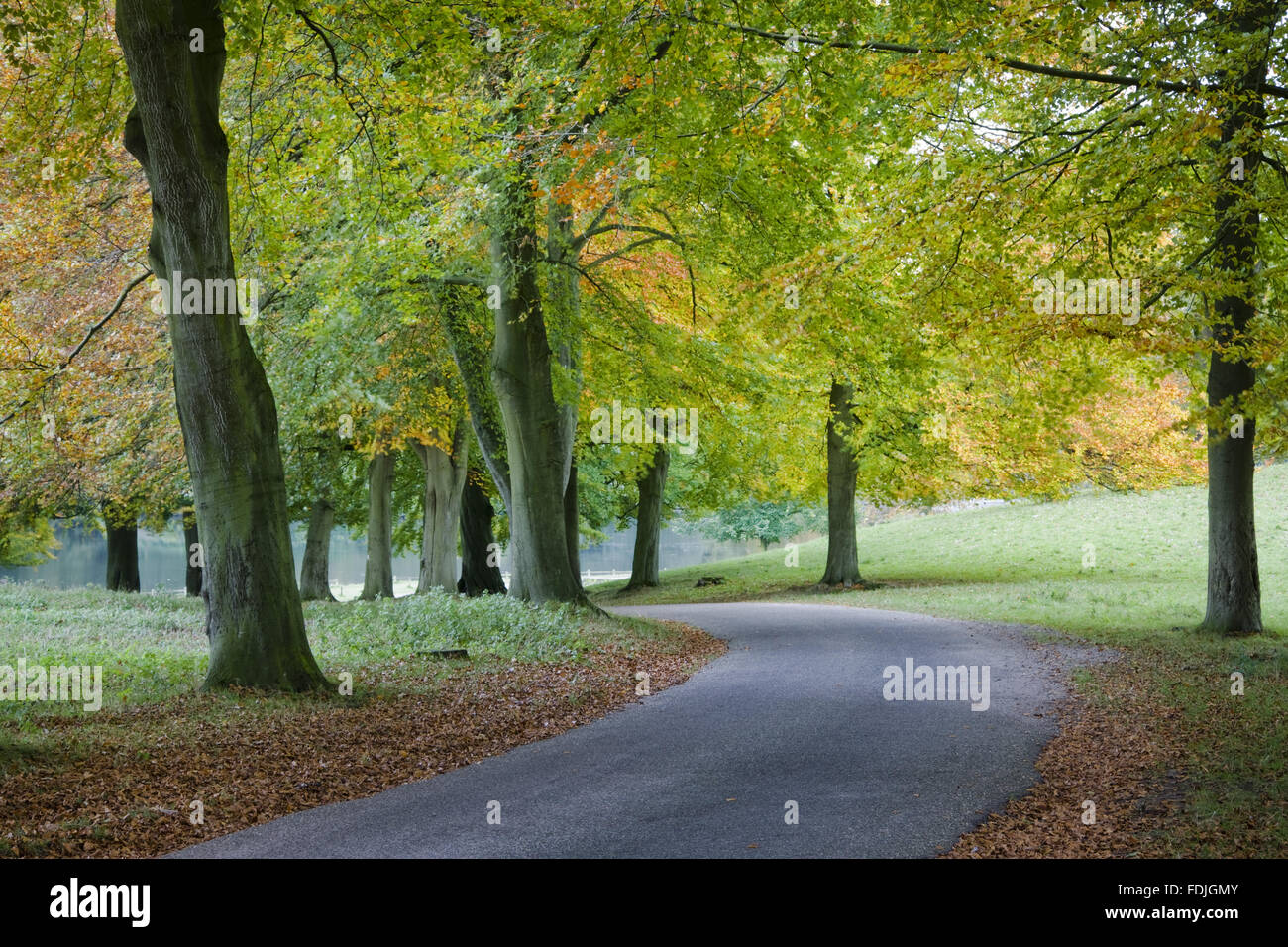 Ein Blick durch die Bäume von Deer Park von Studley Royal Water Garden, North Yorkshire. John Aislabie erstellt die Gärten im achtzehnten Jahrhundert rund um den Fluss Skell Incorpoarting die malerischen Ruinen von Fountains Abbey. Stockfoto