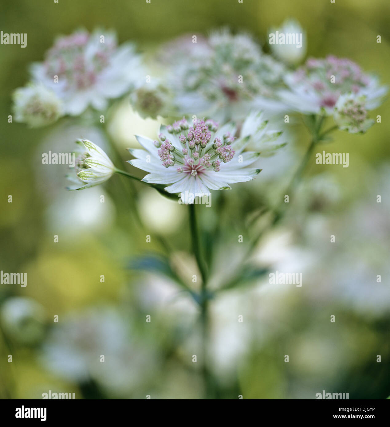 Astrantia große (Sterndolde), ein Büschel bilden mehrjährige blühen im Sommer im Garten in Nunnington Hall, North Yorkshire. Stockfoto