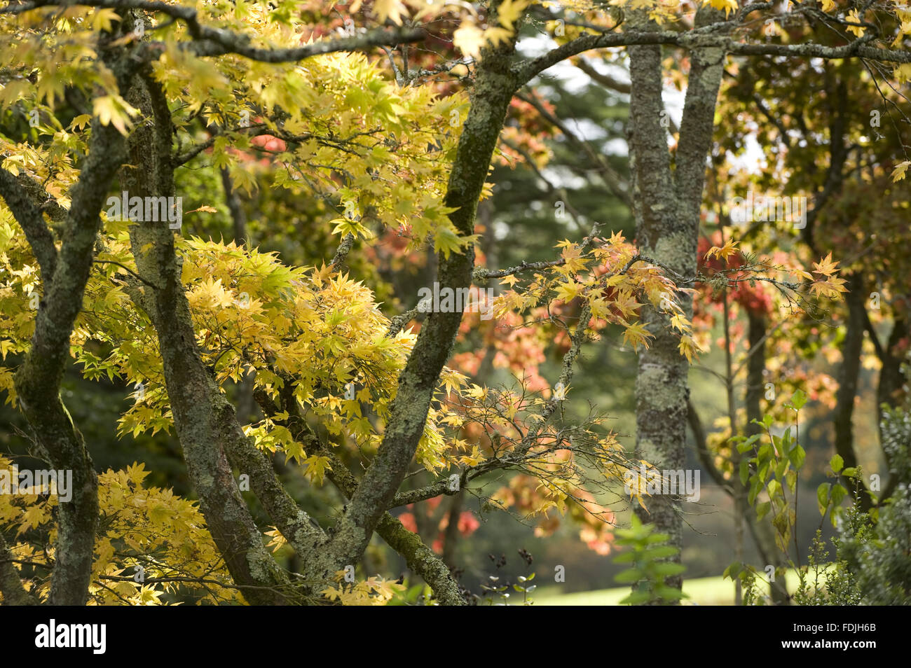 Herbstfärbung in den Blättern im Garten am Plas Newydd, Anglesey. Stockfoto