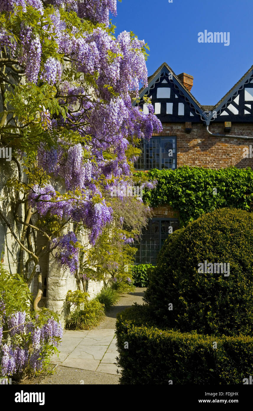 Formschnitt und Glyzinien im Hof im Mai um Baddesley Clinton, Warwickshire. Stockfoto