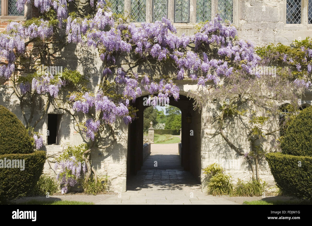 Die 15. Jahrhundert Hof Palette Baddesley Clinton, West Midlands mit einer hübschen Glyzinien umrahmen den gewölbten Eingang. Stockfoto