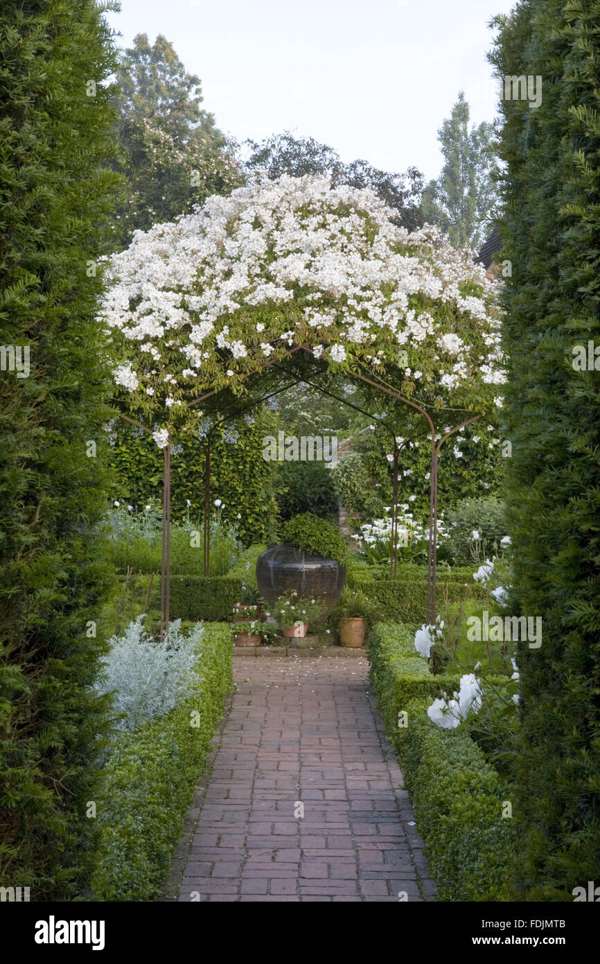 Die Weisse Rosa Mulliganii Im Sommer Klettern Uber Die Pergola Im
