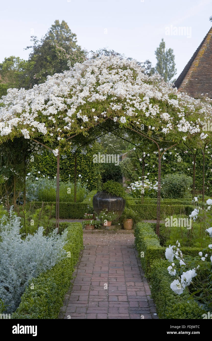Die Weisse Rosa Mulliganii Im Sommer Klettern Uber Die Pergola Im