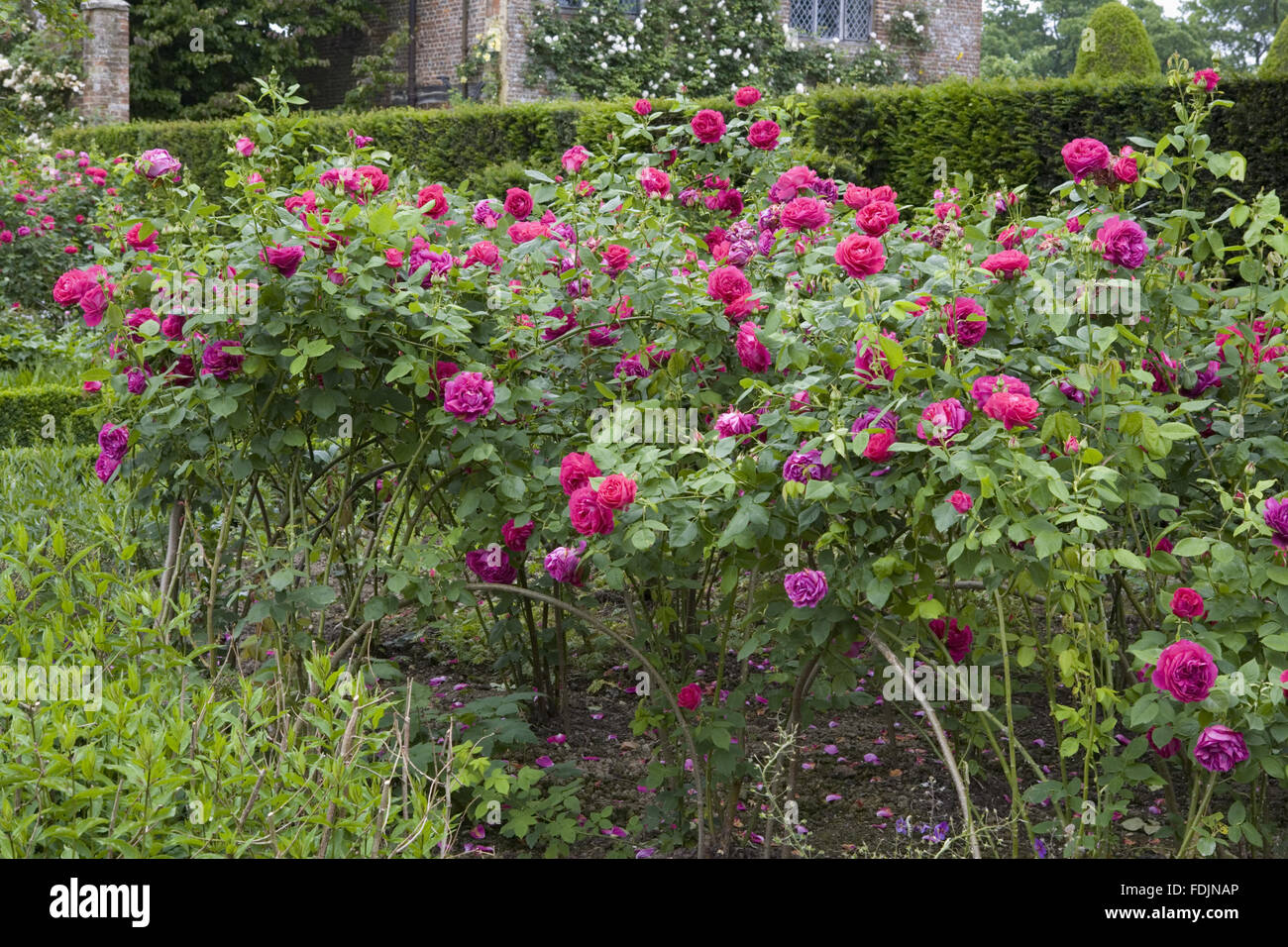 Rosa 'Ulrich Brunner Fils' geschult über Reifen auf Sissinghurst Castle  Garden, in der Nähe von Cranbrook, Kent Stockfotografie - Alamy