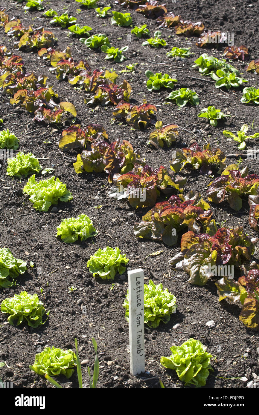 Salate, einschließlich der Sorte "Tom Thumb" von Schulkinder in den Walled Garden in Gibside, Newcastle Upon Tyne angebaut. Walled Garden umfasst 4 Hektar und Lebensmittel aus biologischem Anbau. Stockfoto