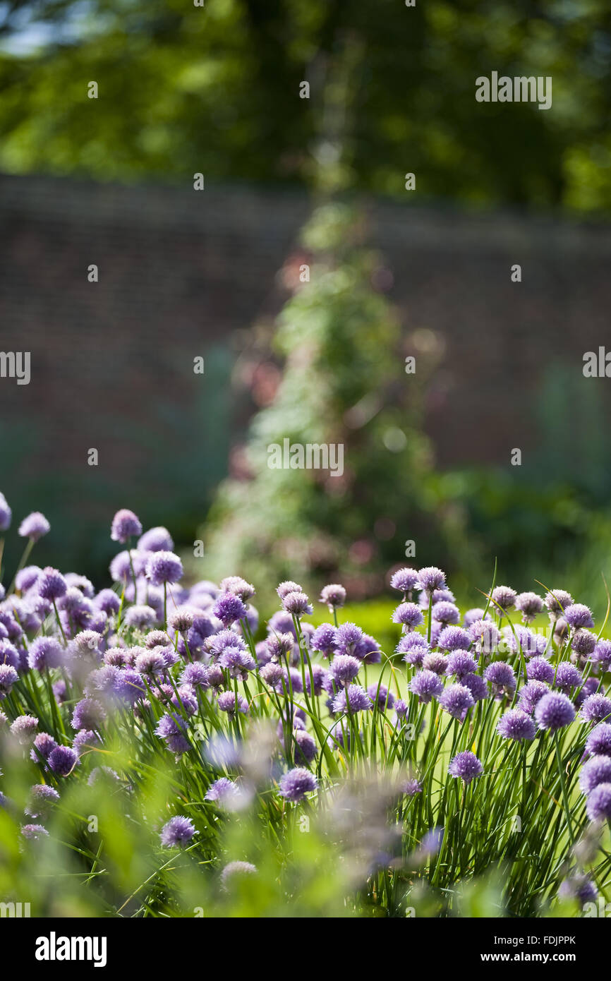 Schnittlauch wächst in den Walled Garden im Juni bei Gibside, Newcastle Upon Tyne. Stockfoto