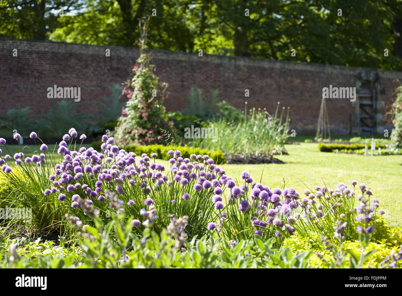 Schnittlauch wächst in den Walled Garden im Juni bei Gibside, Newcastle Upon Tyne. Stockfoto