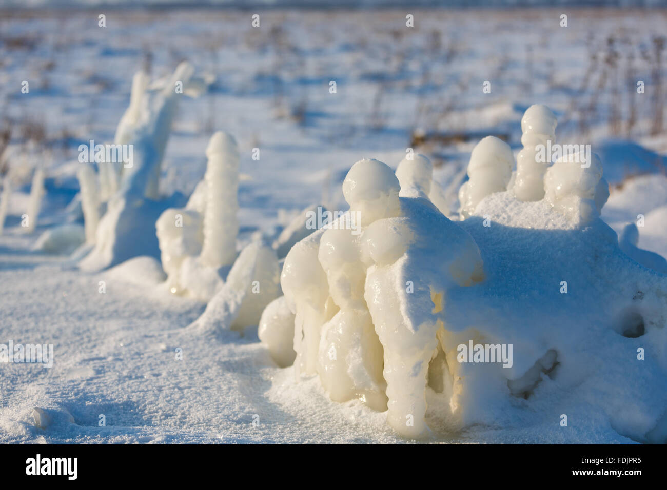 Gefrorene Pflanze auf schneebedeckten Feld im winter Stockfoto