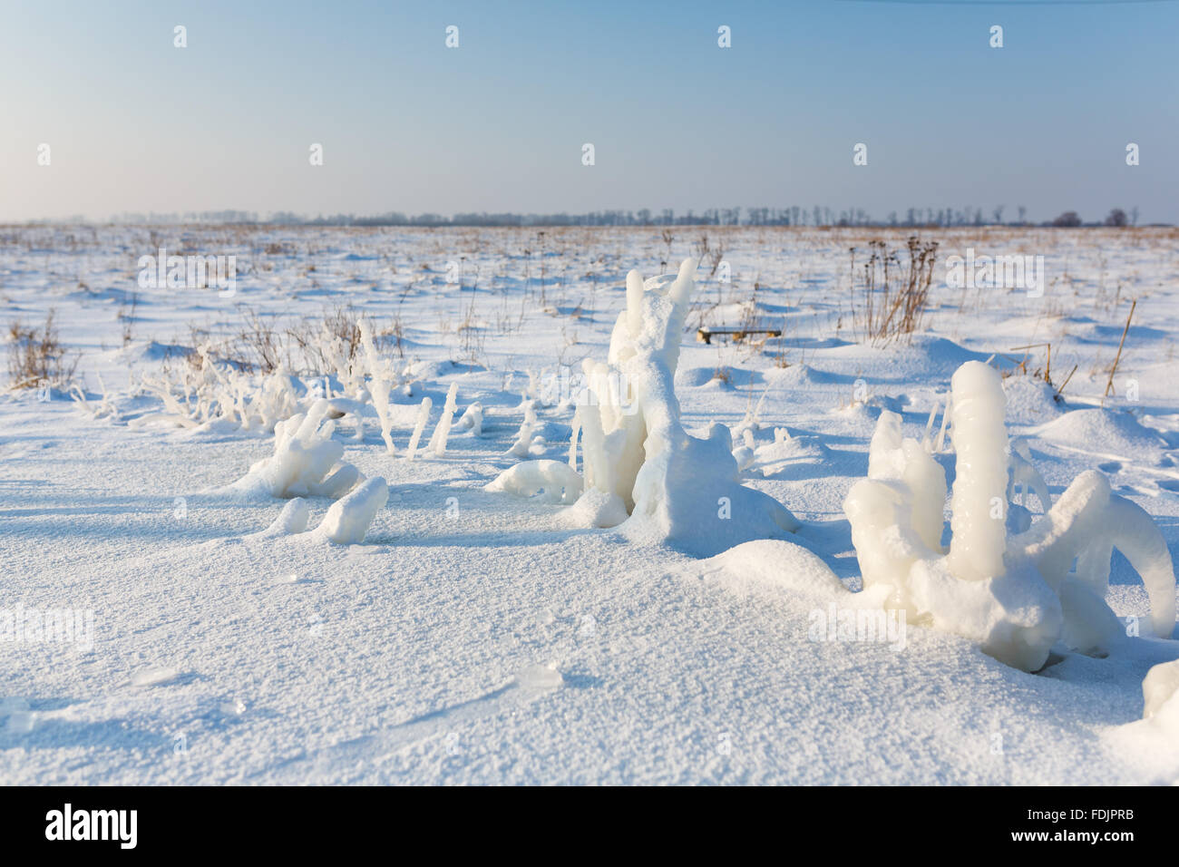 Gefrorene Pflanze auf schneebedeckten Feld im winter Stockfoto